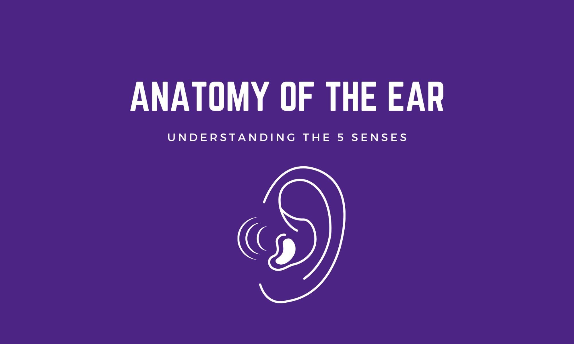 anatomy of the ear understanding the 5 senses in white text above an outline of an ear on a dark purple background